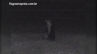 Filmei um casal fazendo sexo na praia a noite. Um segurança botou eles pra correr